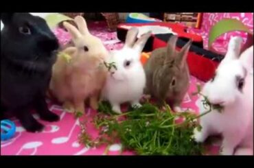Rabbits playing together. Rabbit funny compilation 2017. Funny rabbit eating.