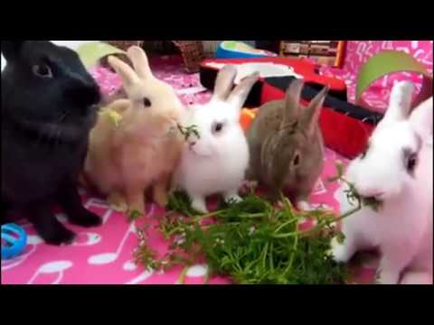 Rabbits playing together. Rabbit funny compilation 2017. Funny rabbit eating.