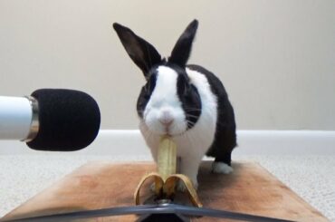 Rabbit eating baby banana ASMR