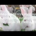 Rabbit for Sale