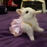 Cute rabbit | Funny Video