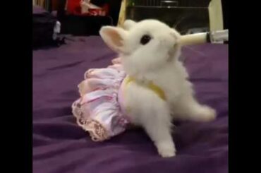 Cute rabbit | Funny Video