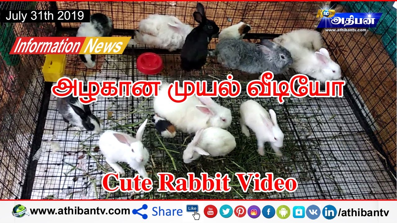 Cute Rabbit Video || அழகான முயல் வீடியோ || AthibAn Tv
