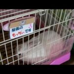 Cute rabbit Kawaii Japanese YAMAGATA RAILWAY 山形鉄道・うさぎ駅長さん