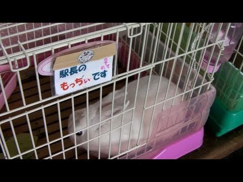 Cute rabbit Kawaii Japanese YAMAGATA RAILWAY 山形鉄道・うさぎ駅長さん