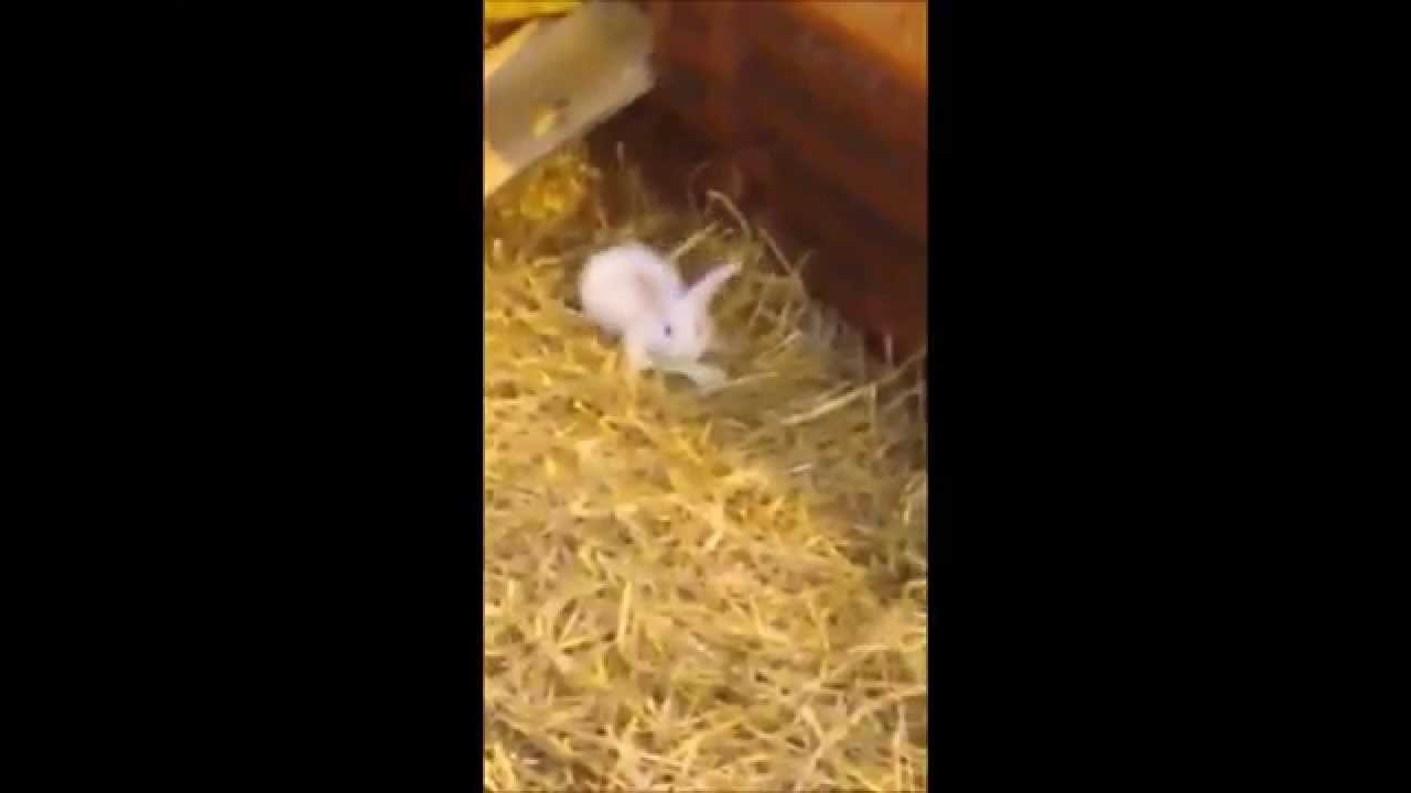 Baby Rabbit Twerking!