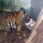 Cute Tiger Cubs eating some Rabbit