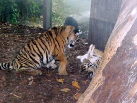 Cute Tiger Cubs eating some Rabbit