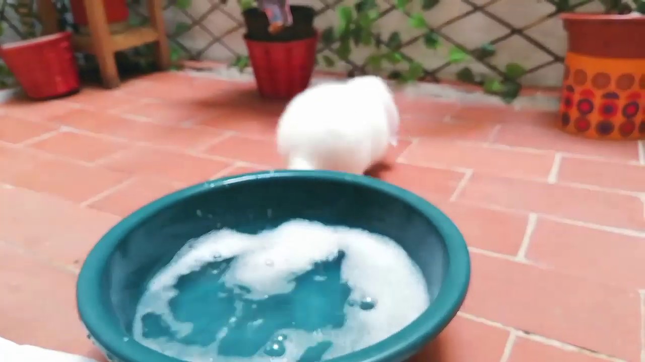 Bunny does not want to bathe! Funny and cute rabbit.