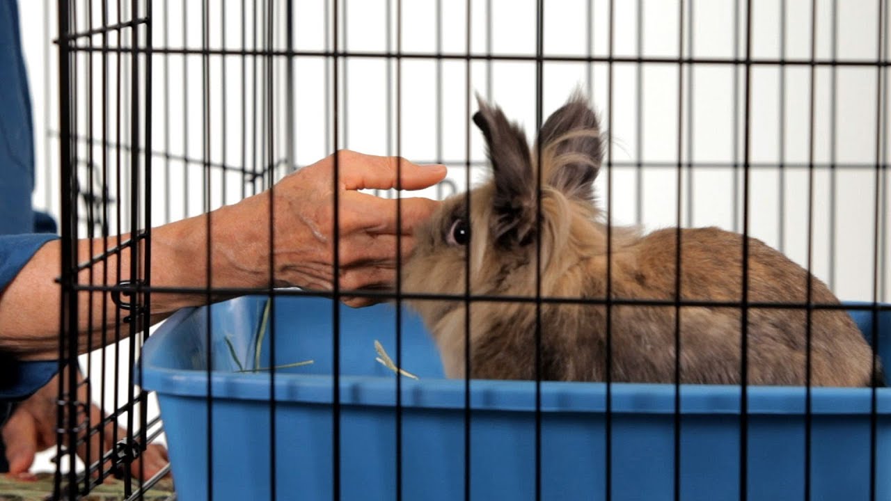 How to Make a Rabbit Less Aggressive | Pet Rabbits