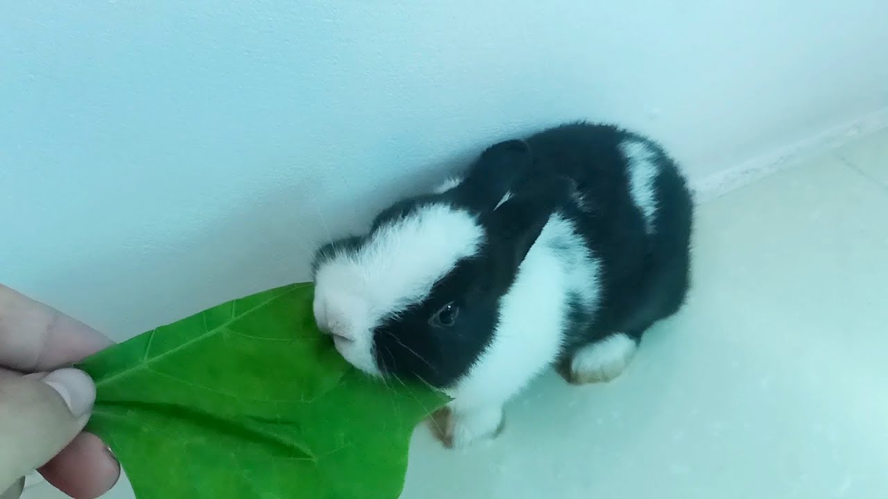 Cute Rabbit Eating Kudzu ASMR "LUCY.BUNNY" 2019