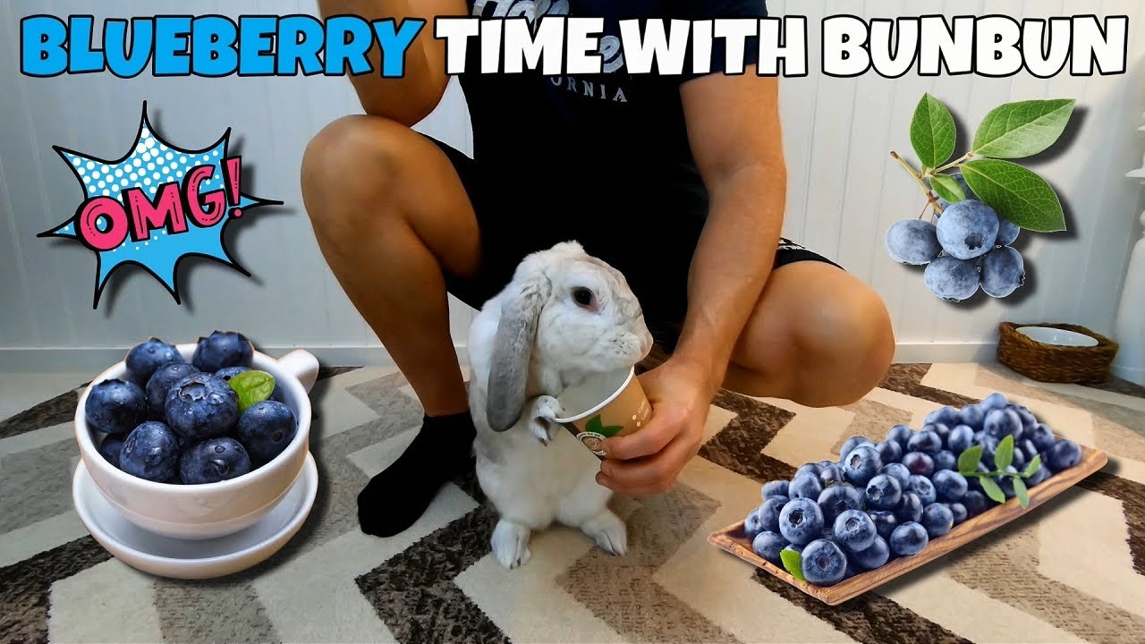 Cute rabbit eating blueberries