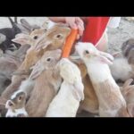 Japan's Rabbit Island Bunnies DEVOUR Carrot and then Girl's Hand!