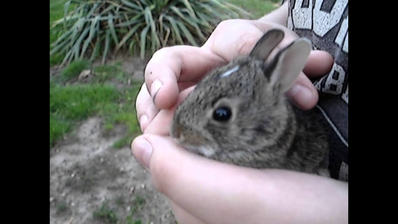 CUTE BABY BUNNY RESCUED FROM THE STREET! :o