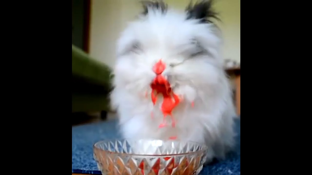 Rabbit eating Cherries, raspberries and Strawberries Vampire Bunny :D
