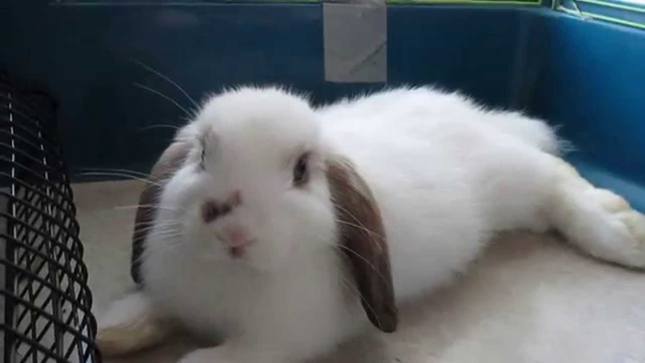 Baby bunny rabbit Jasper (7 week old) having hiccups!