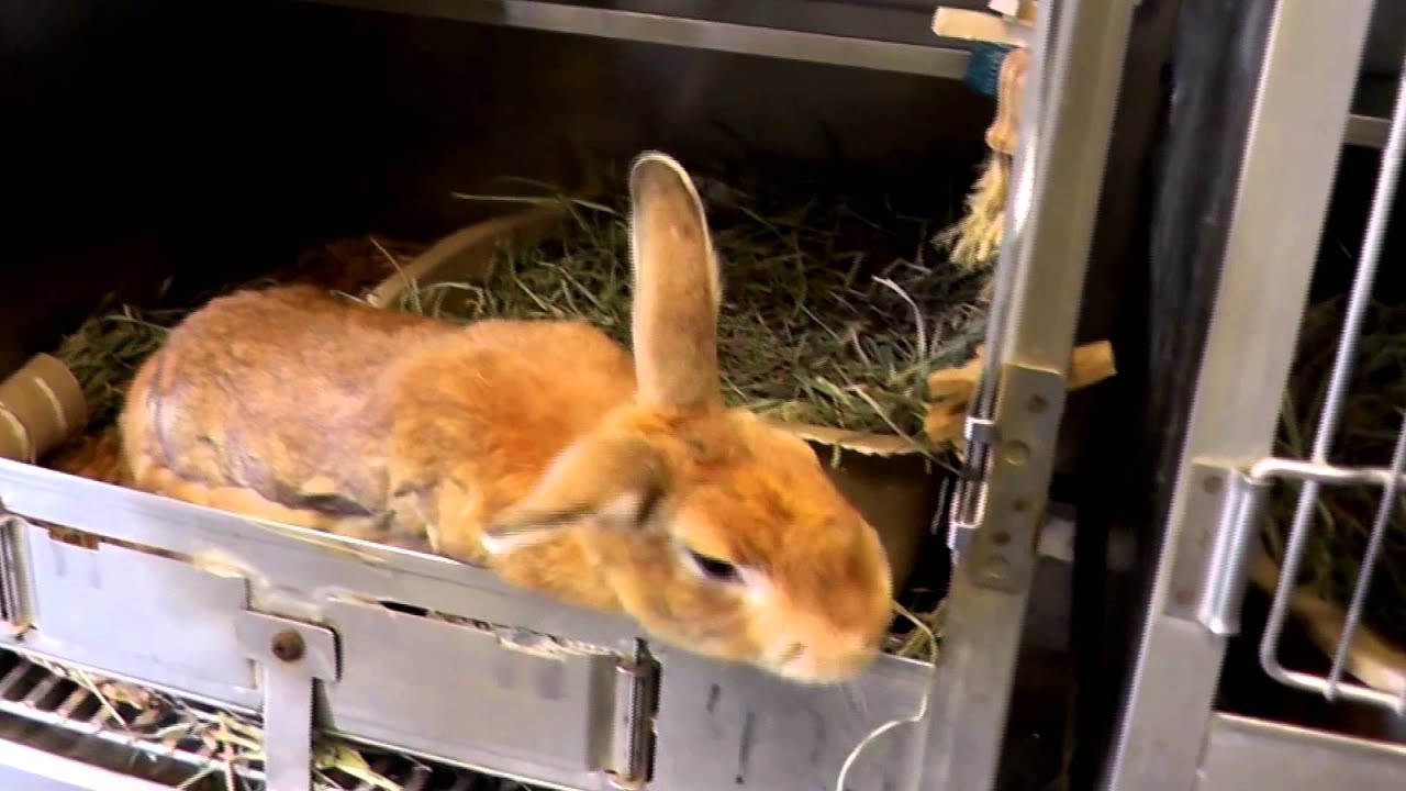 documentary best | documentary animals | amazing cute rabbit documentary |