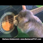Amazing Rabbit Plays Guitar