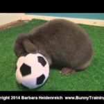 Cute Rabbit Plays Soccer