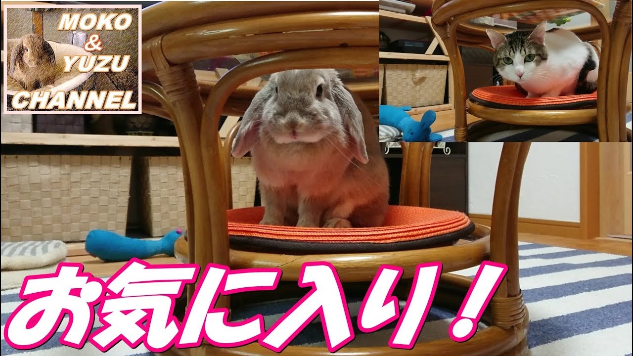 可愛いうさぎと猫のオブジェ（モコ＆ゆず）A cute rabbit and an object of a cat