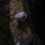 Cute Rabbit Squeaks & Yawns Before Falling Asleep