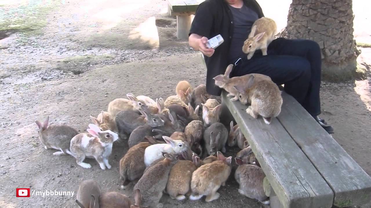 Guy Gets Swarmed by Bunnies on Rabbit Island!