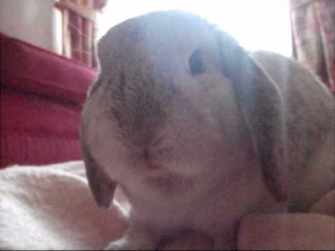 Cute rabbit singing rude song