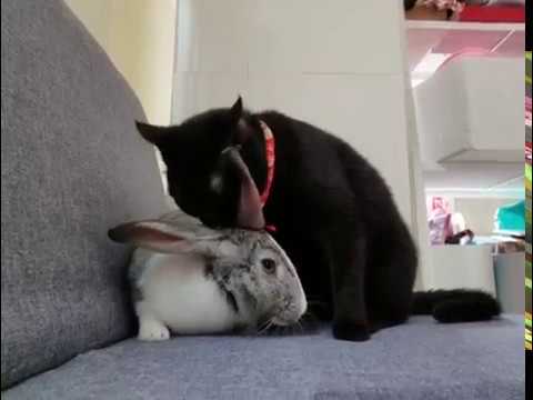 Bunny and Cat- Cute friends