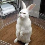 Funny Rabbit Video- Funny animal