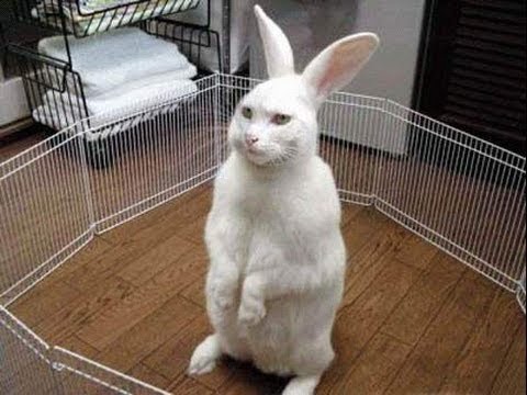 Funny Rabbit Video- Funny animal