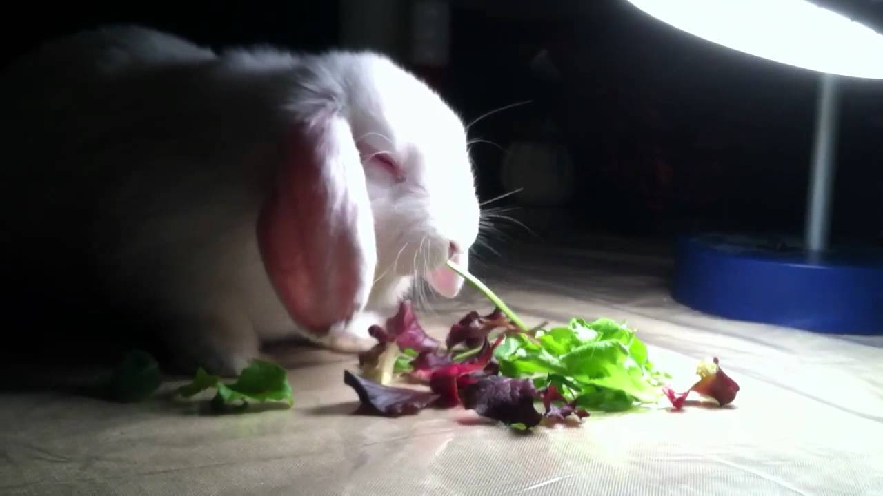 Cute rabbit eating prior to snake feeding
