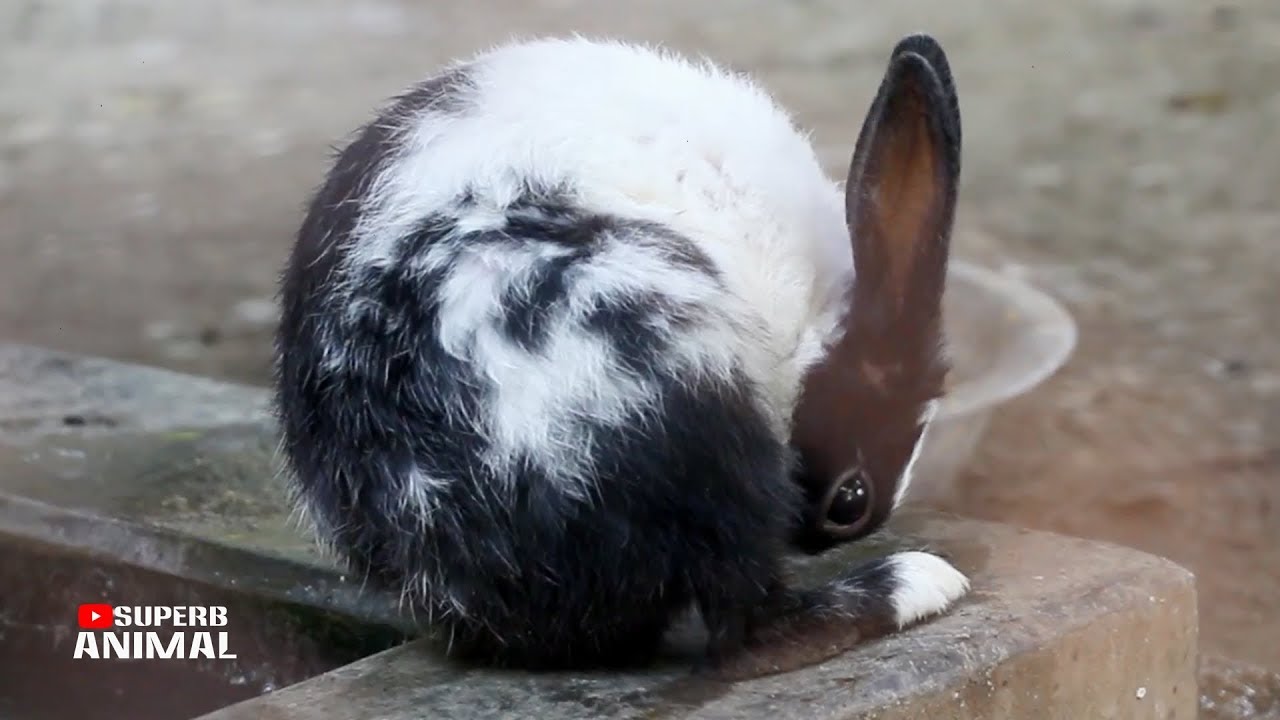 So Cute Rabbit | Rabbit Activity | Superb Animal