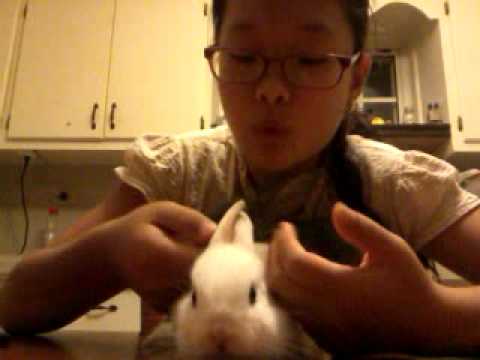 How to make clothes for your rabbit part 1