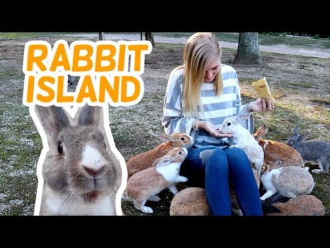 Japan's Rabbit Island Okunoshima with Thousands of Cute Bunnies and A Dark History