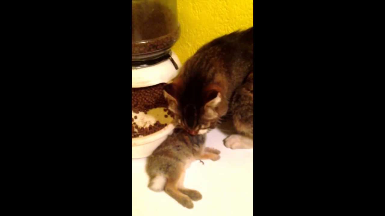 My cat Randy eating a baby bunny rabbit. (turn sound way up for bone crunching)