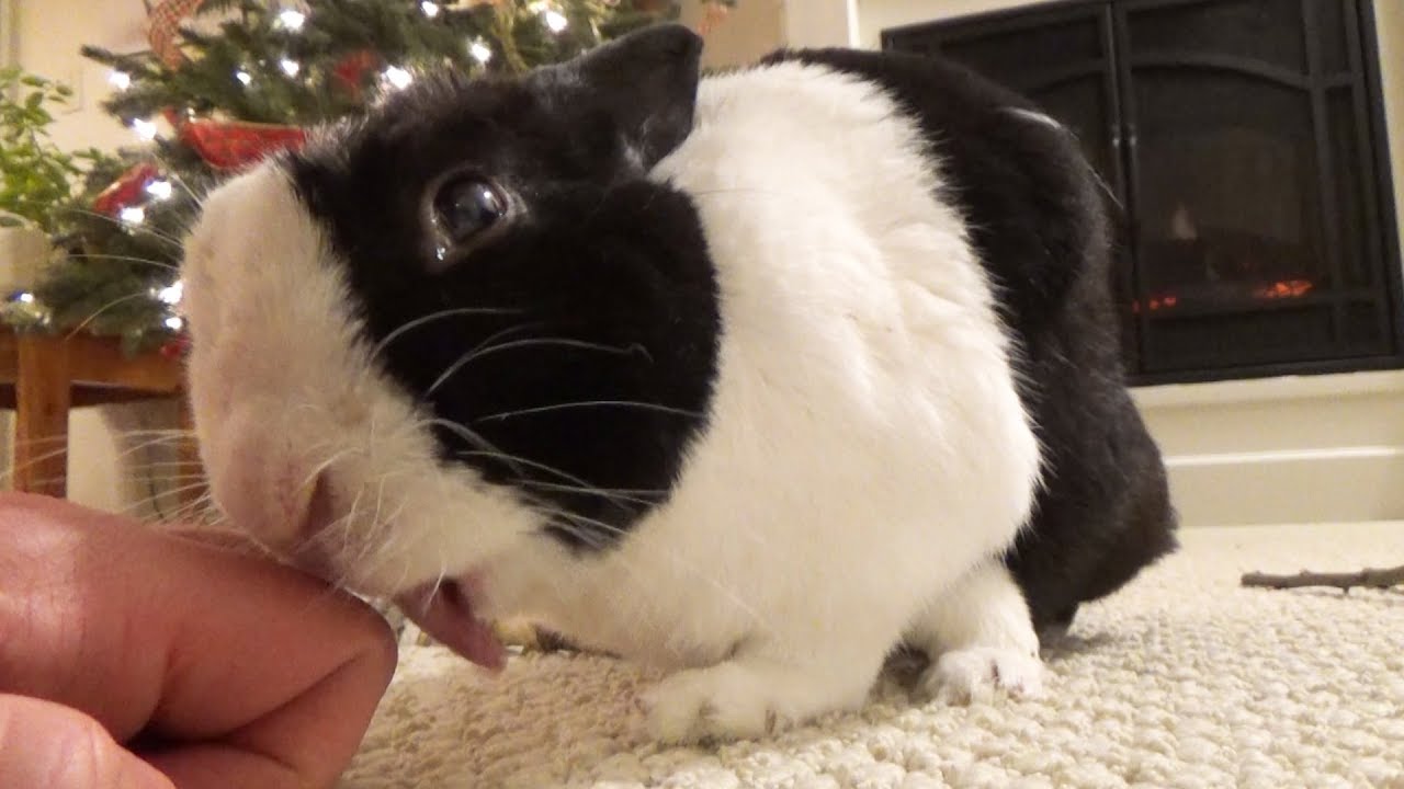 Rabbit demands petting for Christmas! ASMR