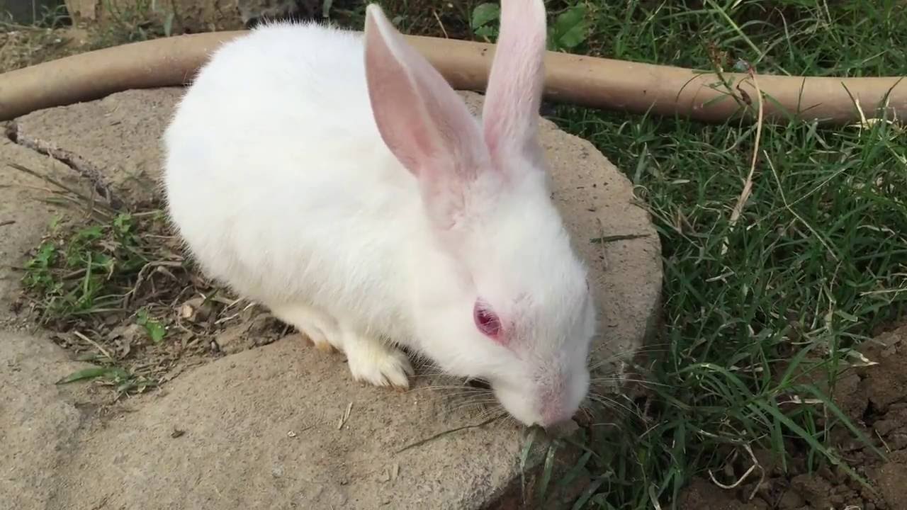 White and cute Rabbit eating grass