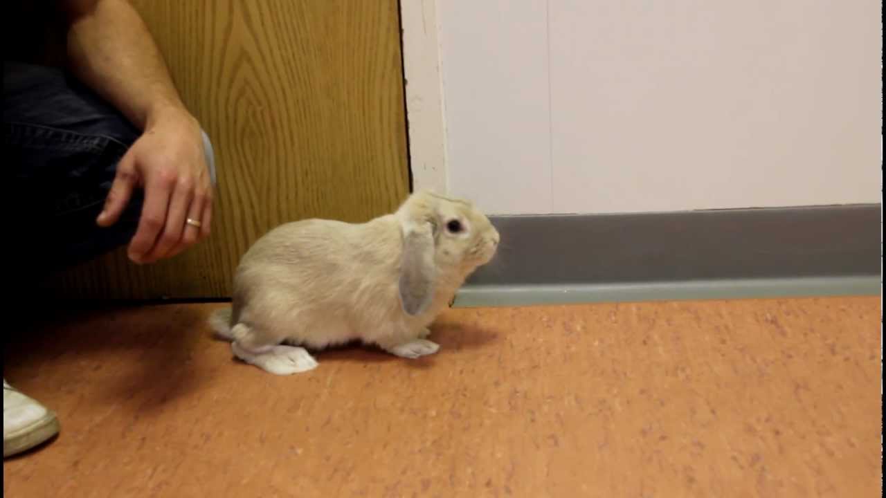 Nibbler the Rabbit - first steps after broken leg repair