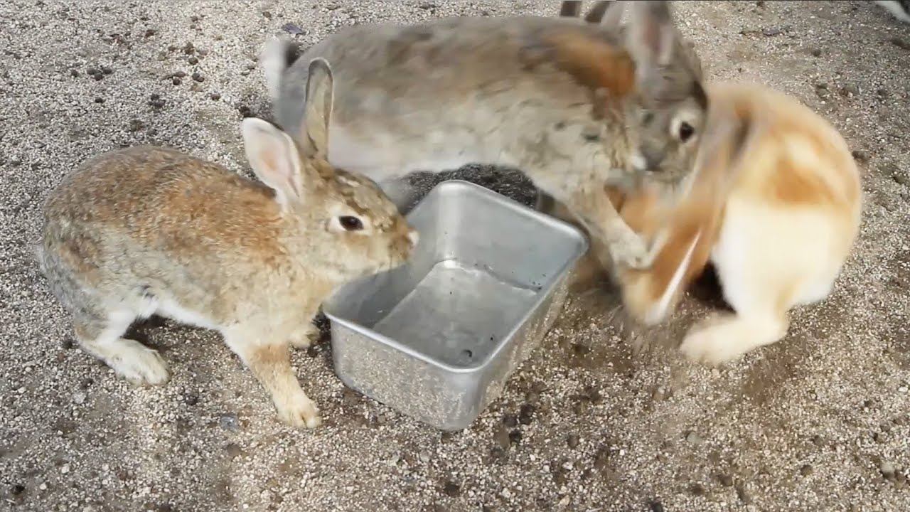 Bunnies Fight on Japan's Rabbit Island