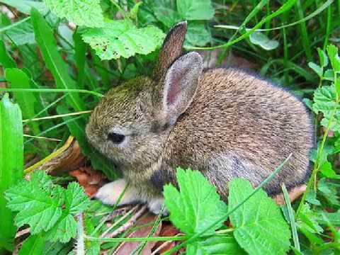 Rabbit Facts for Kids