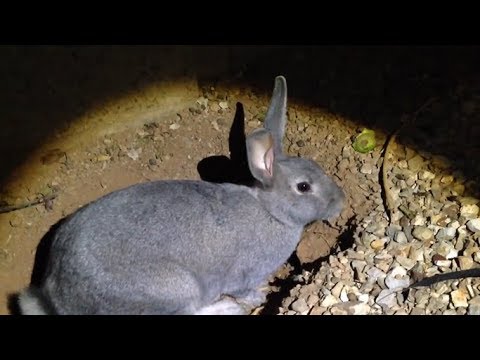 Rabbit Mother Rabbit Gives Milk To His Baby | ऐसे रखता है खरगोश अपने बच्चों को छुपाकर |