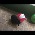 RABBIT CHASES BALL: FUNNY and CUTE RABBIT-meet Shadow!!