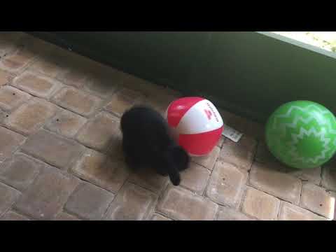 RABBIT CHASES BALL: FUNNY and CUTE RABBIT-meet Shadow!!