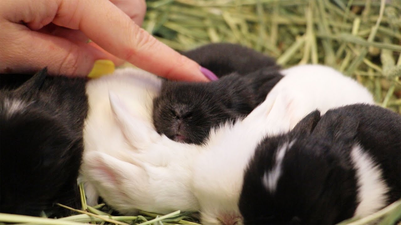 Cute Bundle of Baby Bunnies!