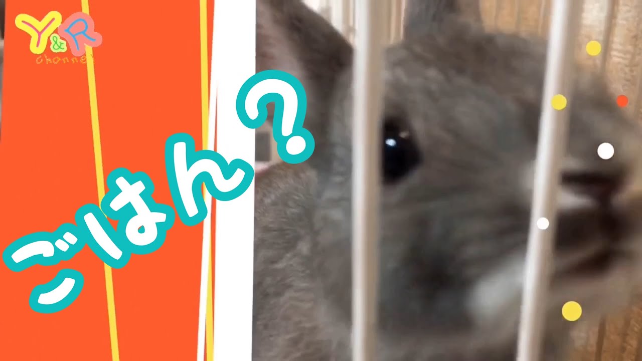 【暇つぶし】かわいいうさぎで癒される！ Cute rabbit videos  #1   Y&R channel