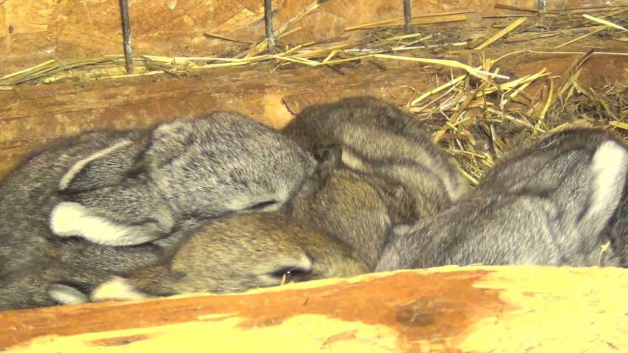 Cute Baby Bunny Rabbits - Just 1 week old - Funny Babies Bunnies