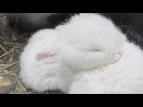 Cute Baby Bunnies Grooming Each Other!