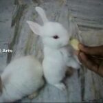 Cute Rabbits - A Funny And Cute Bunny Playing Videos l For Kids