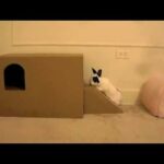 New home-made playhouse for little rabbit