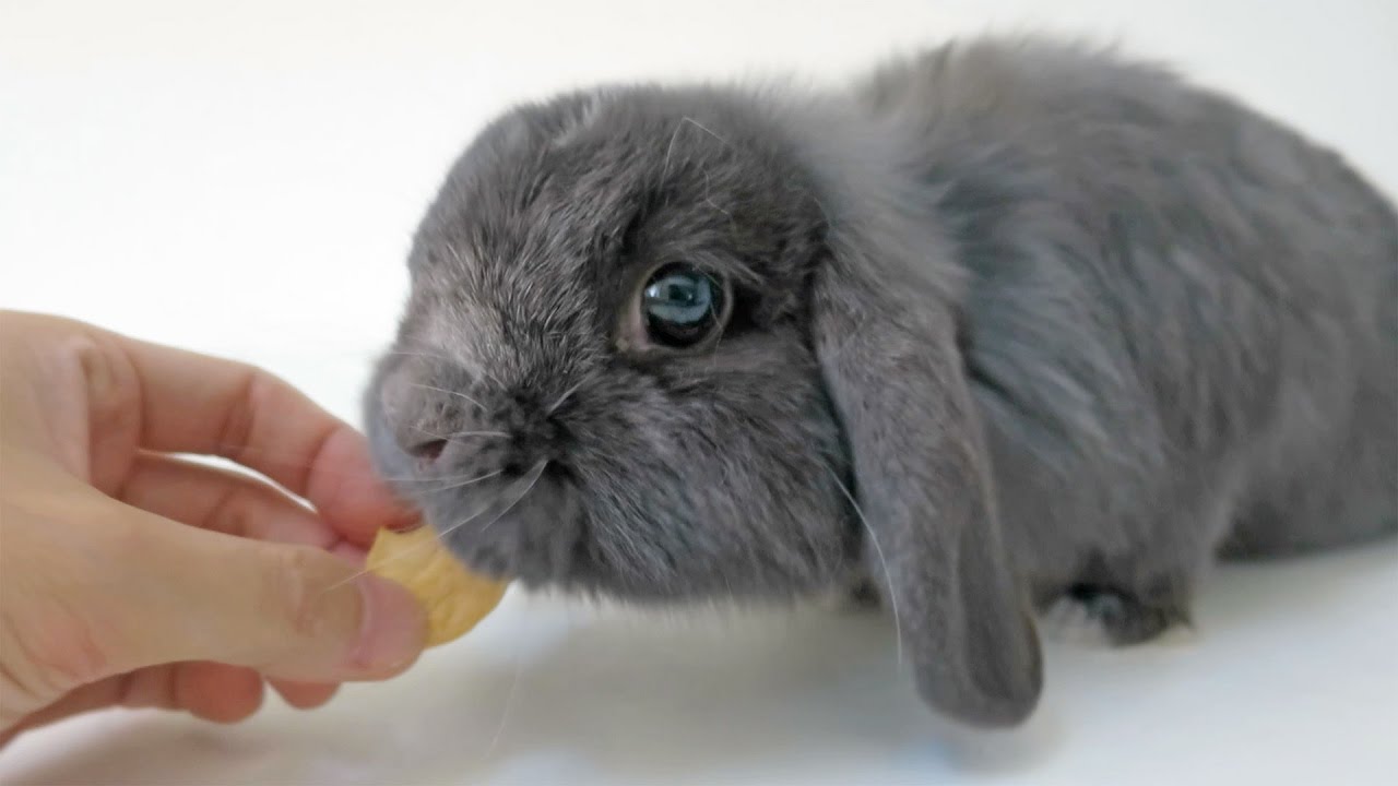 Cute Bunny Devours Apple Treat